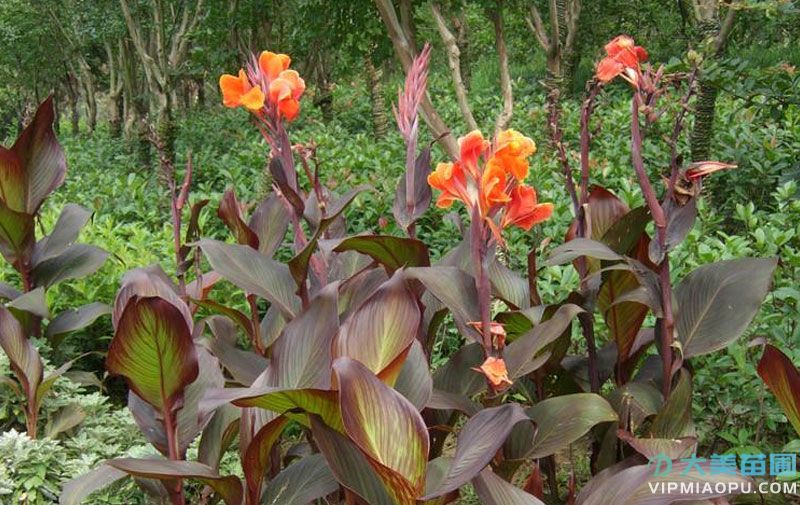 鴛鴦美人(rén)蕉