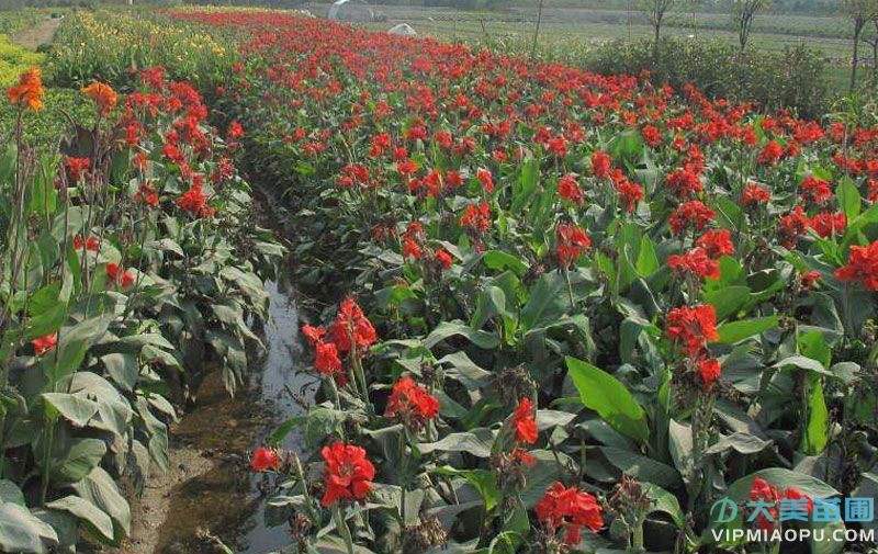 紅花美人(rén)蕉