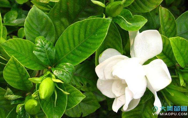 栀子(zǐ)花小苗