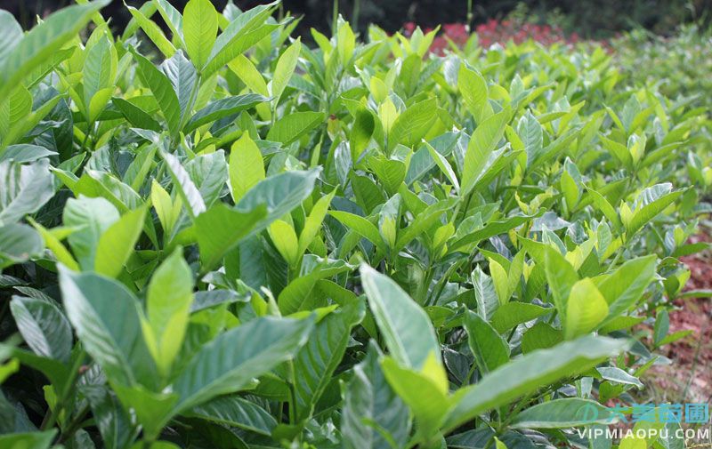 栀子(zǐ)花小苗