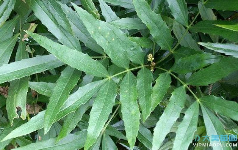 十大(dà)功勞小苗