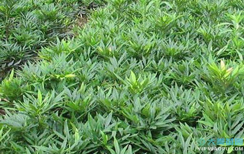 十大(dà)功勞小苗