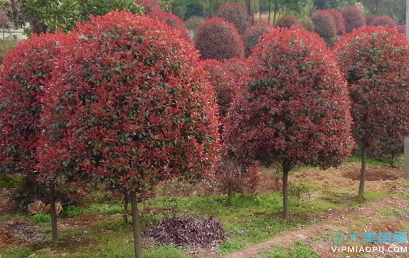 高杆紅葉石楠
