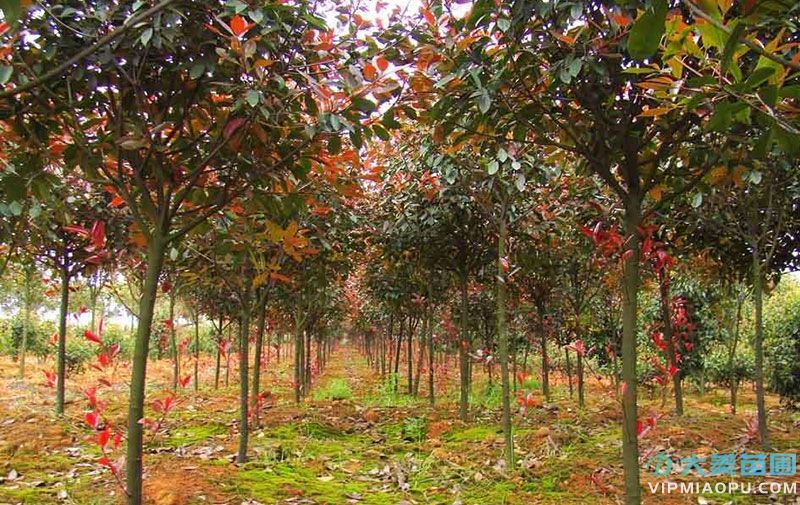 高杆紅葉石楠