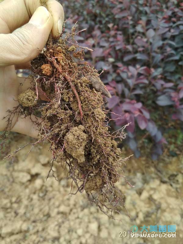 紅繼木小苗出(chū)貨