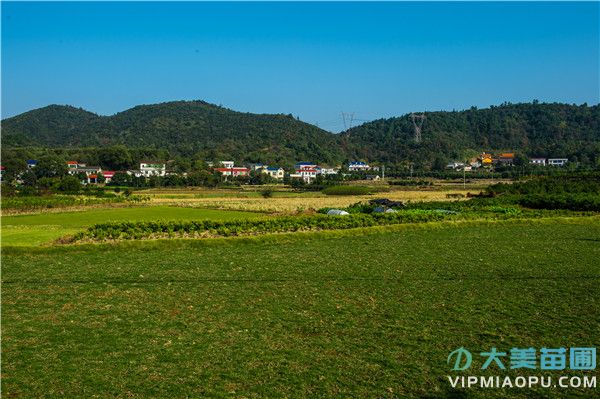 美麗鄉村遠景