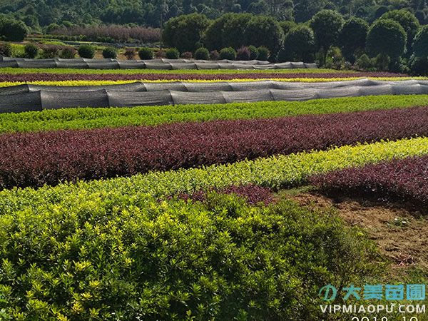 大(dà)美苗圃花木基地(dì / de)