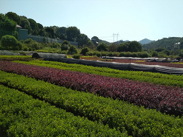 大(dà)美苗木