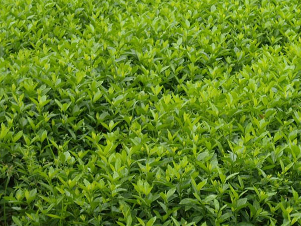 栀子(zǐ)花小苗