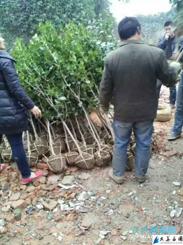 苗木裝車實拍