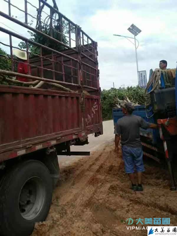 苗木裝車實拍