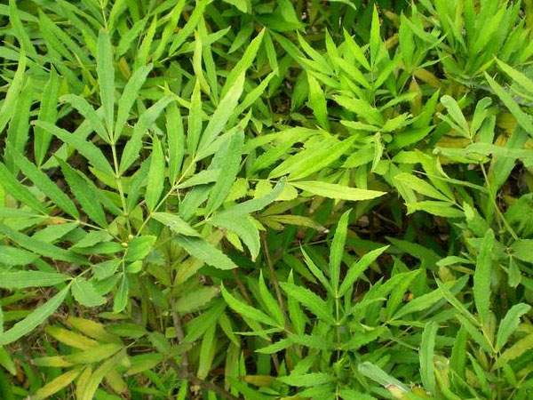 十大(dà)功勞小苗