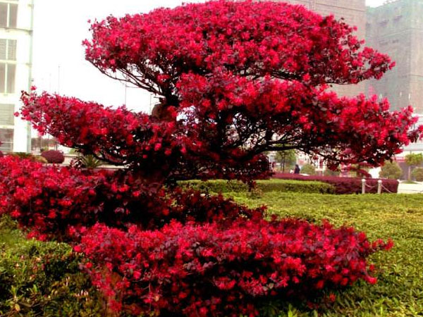 紅花檵木
