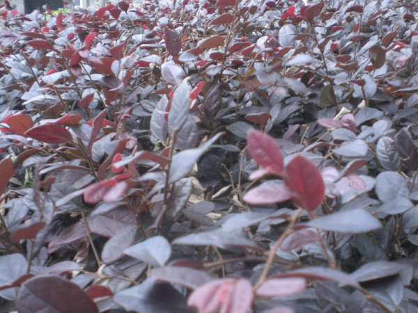 紅花檵木