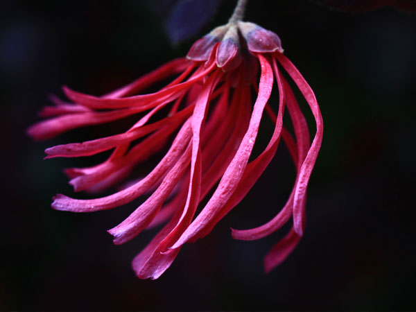 紅花檵木