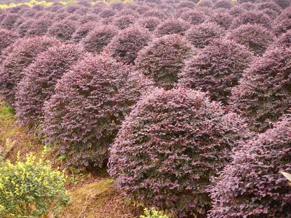 紅花檵木