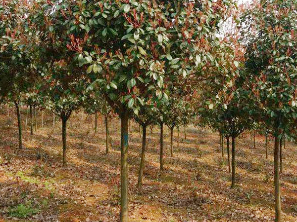 高杆紅葉石楠