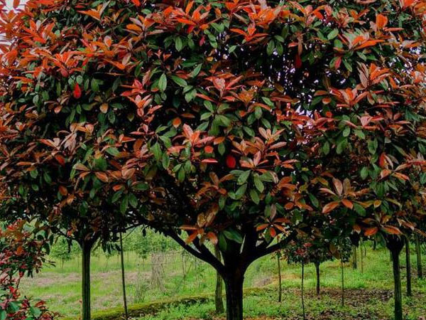 高杆紅葉石楠