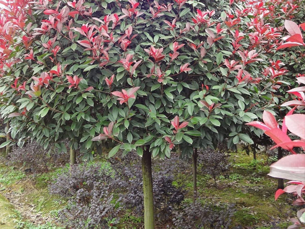 高杆紅葉石楠