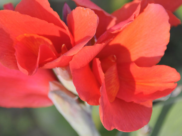 美人(rén)蕉