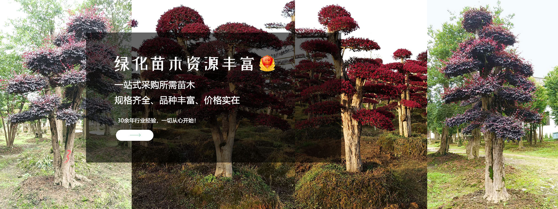 海量苗木資源，價格更低，一(yī / yì ／yí)站式服務。購買苗木更優的(de)選擇。