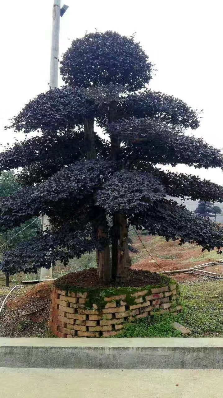 造型紅花檵木