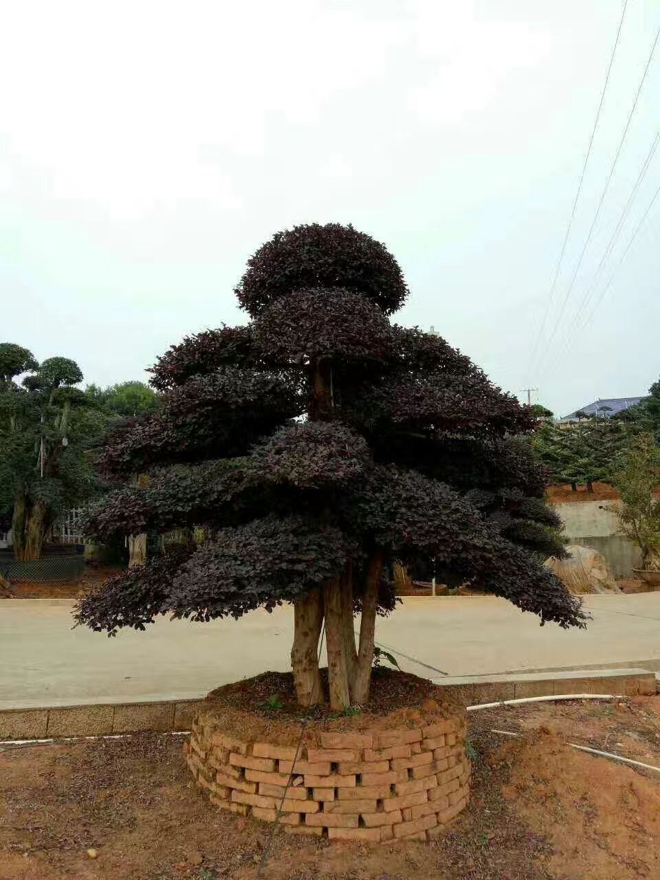 造型紅花檵木