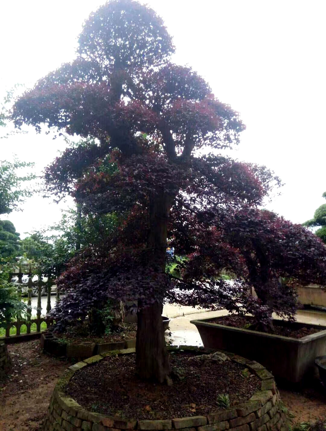 造型紅花檵木