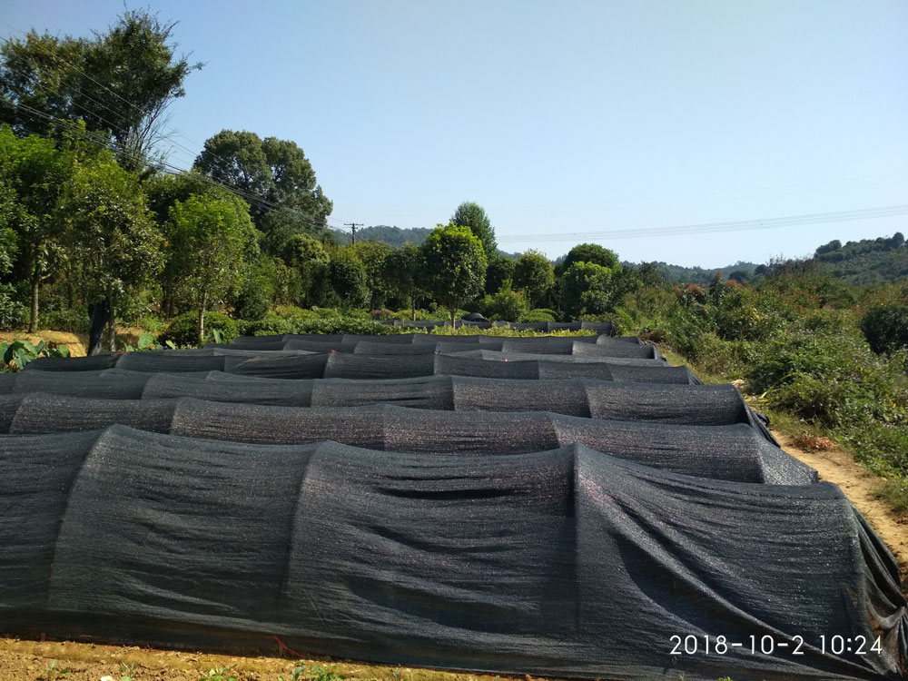 大(dà)美苗圃苗木基地(dì / de)