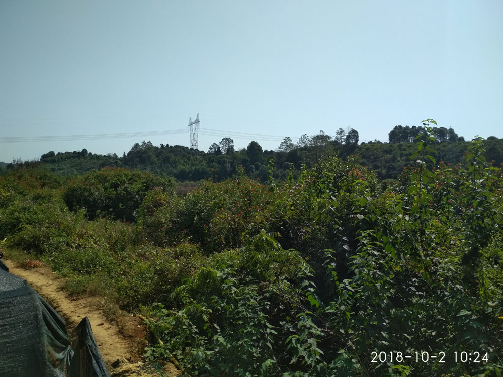 大(dà)美苗圃苗木基地(dì / de)