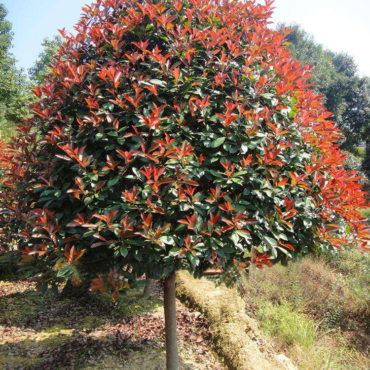 高杆紅葉石楠苗木