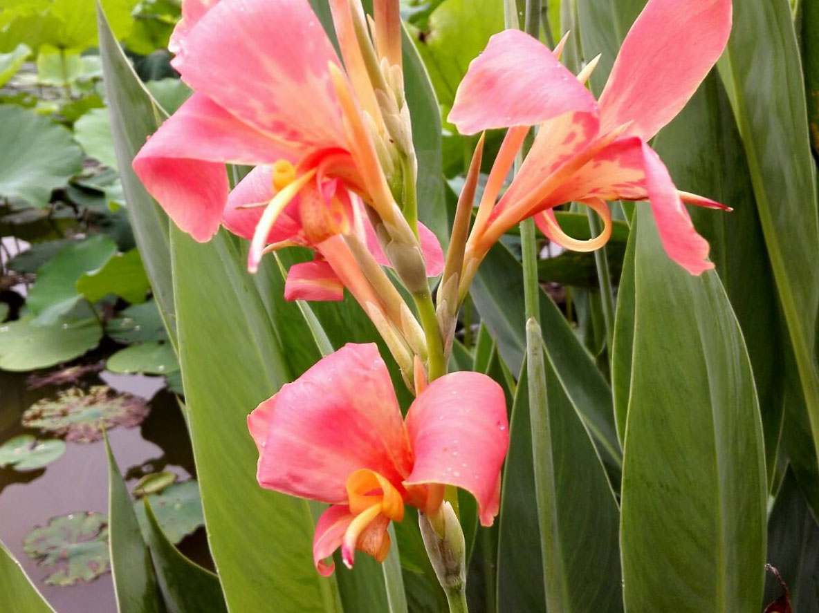 美人(rén)蕉
