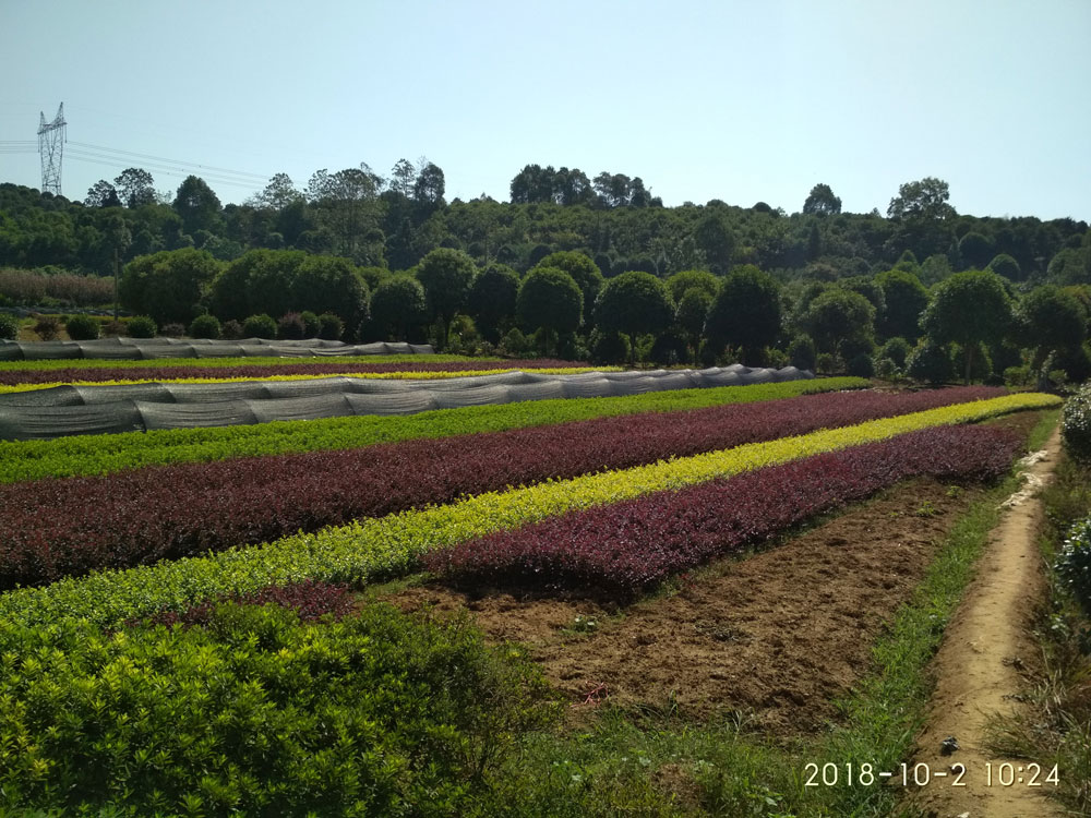 苗木基地(dì / de)