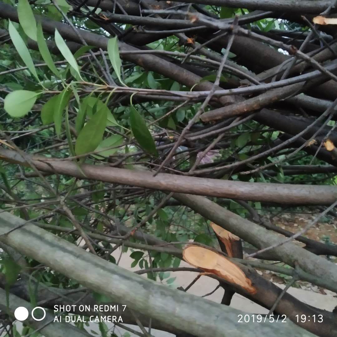 高杆紅葉石楠發貨