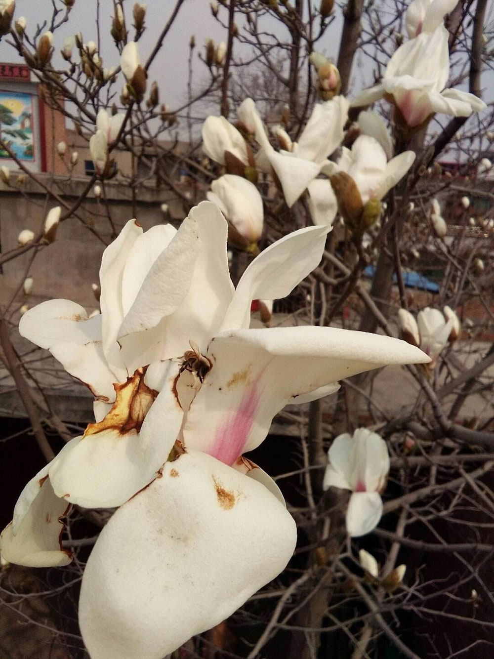 白玉蘭花裏的(de)蜜蜂