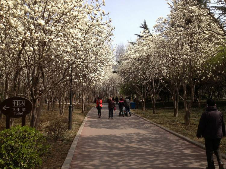 公園裏的(de)白玉蘭