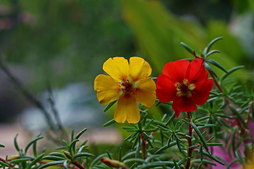 太陽花
