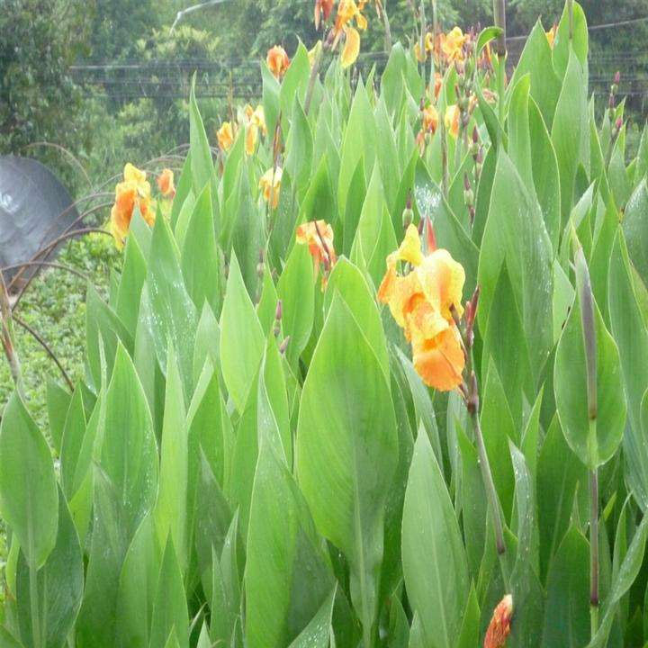 美人(rén)蕉