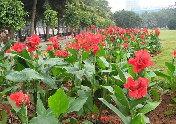 美人(rén)蕉綠化效果