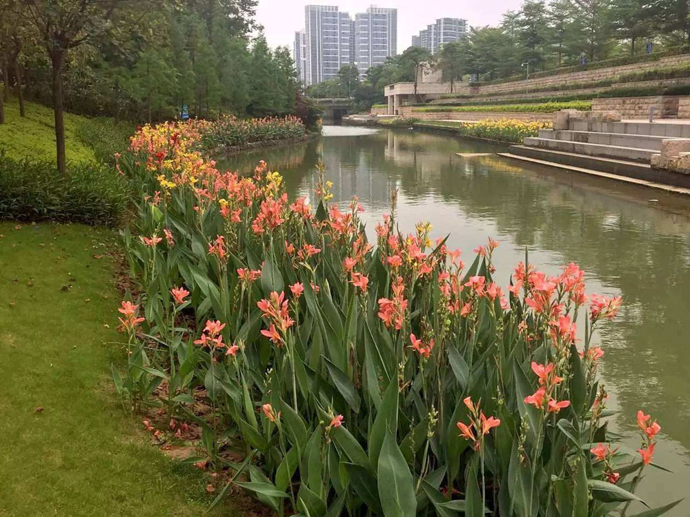 美人(rén)蕉綠化效果