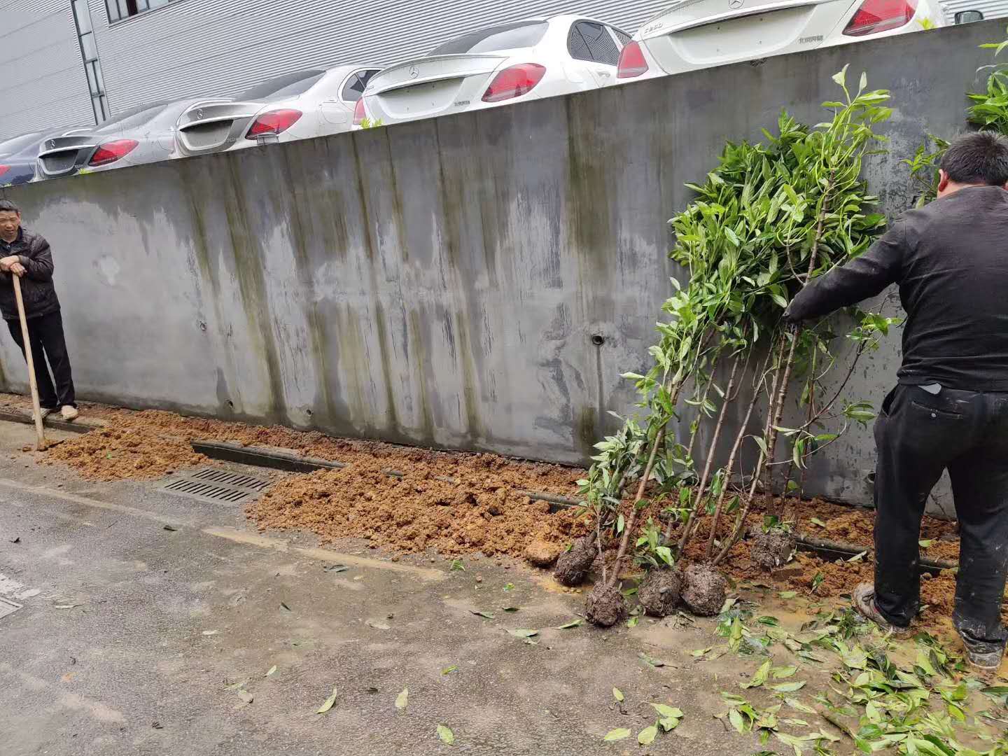 法國(guó)冬青綠籬