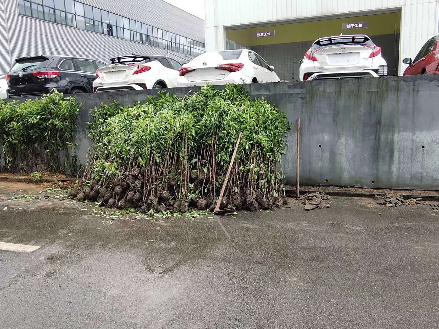 法國(guó)冬青綠籬
