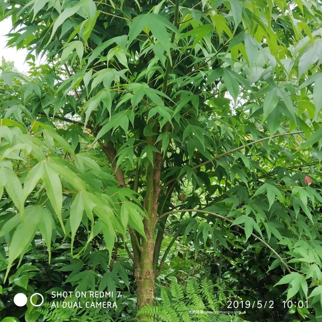 雞爪槭