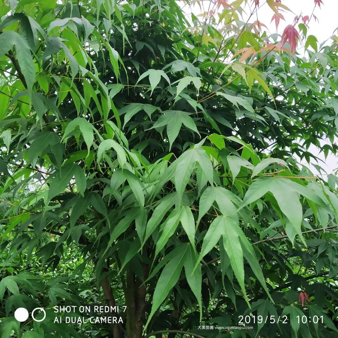 雞爪槭