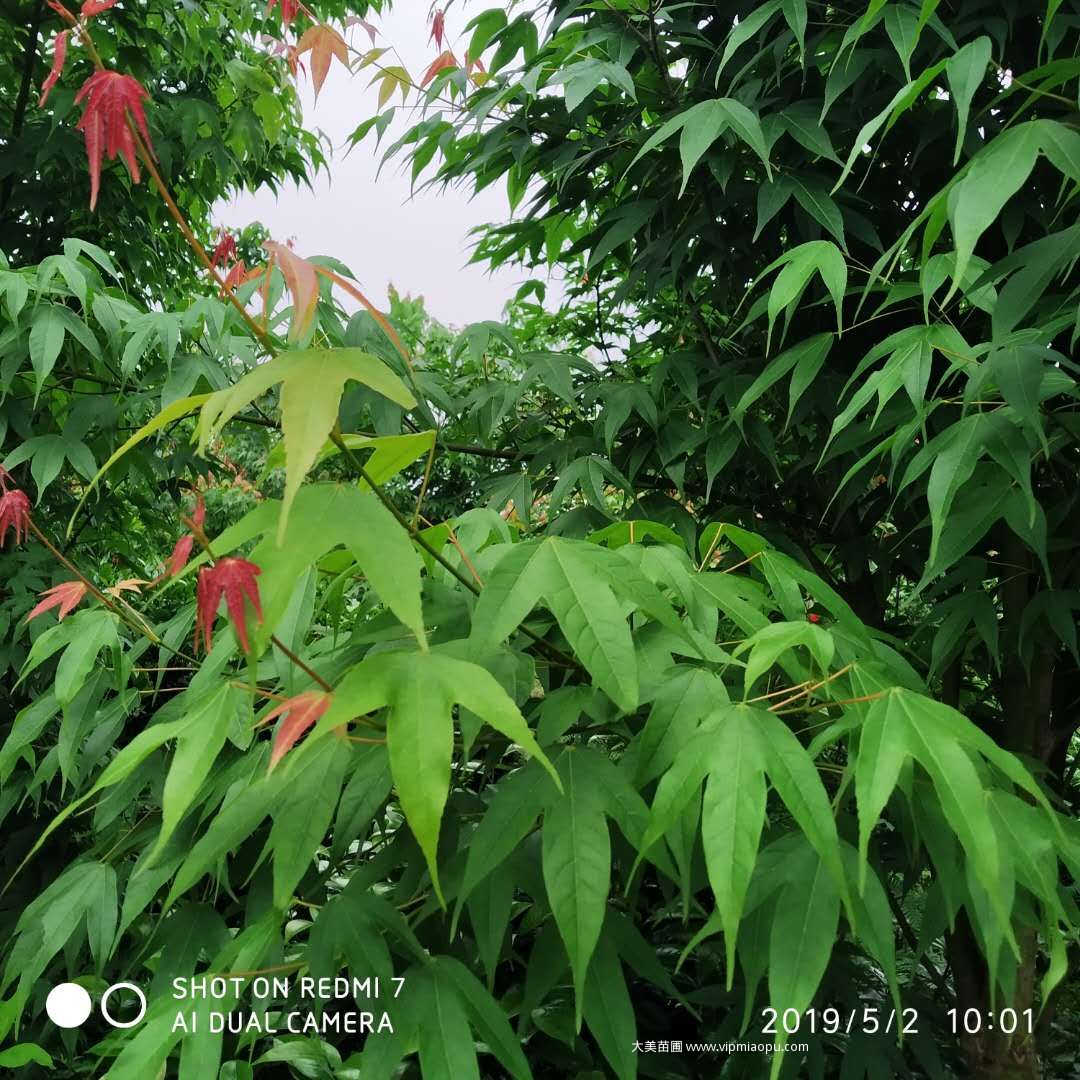 雞爪槭