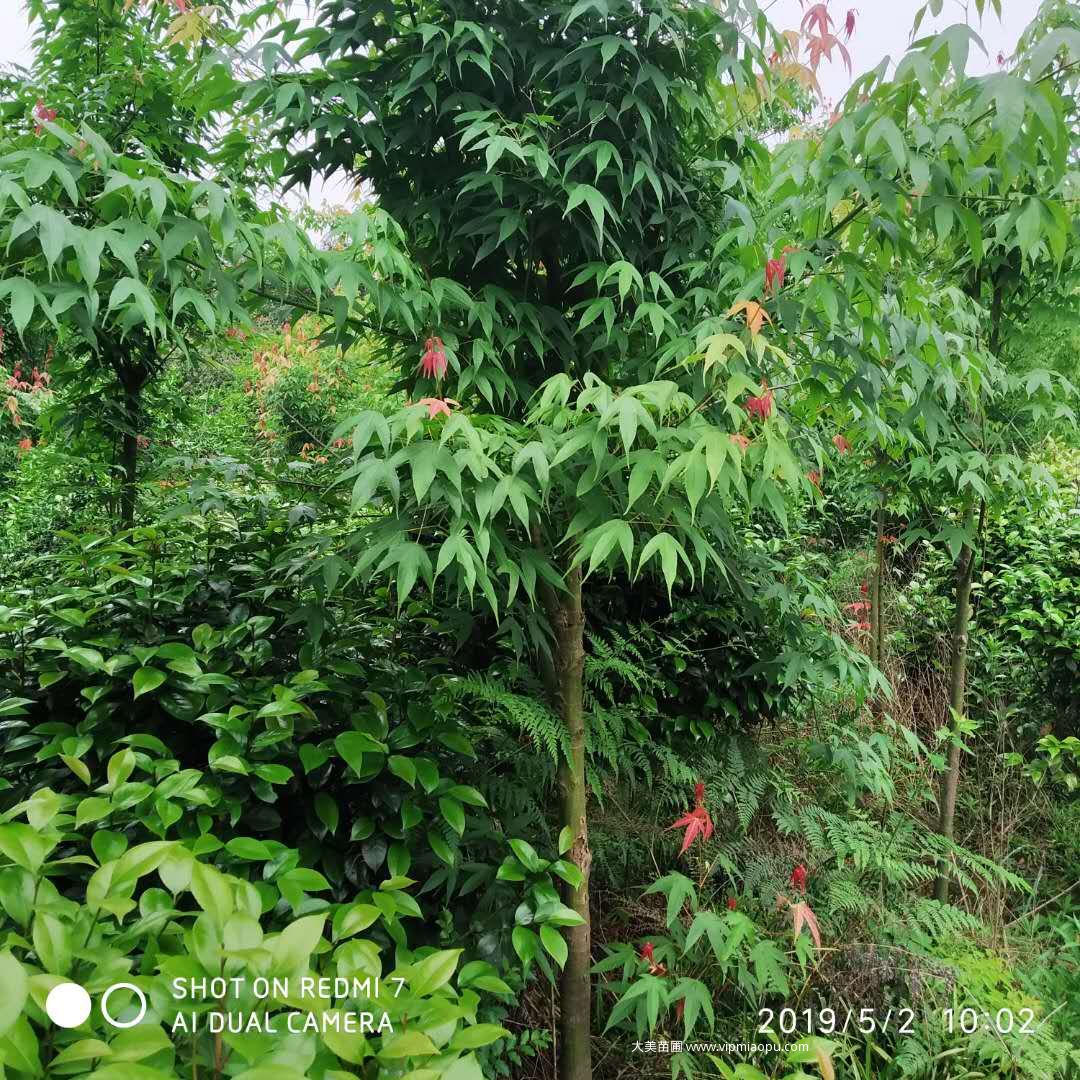 雞爪槭
