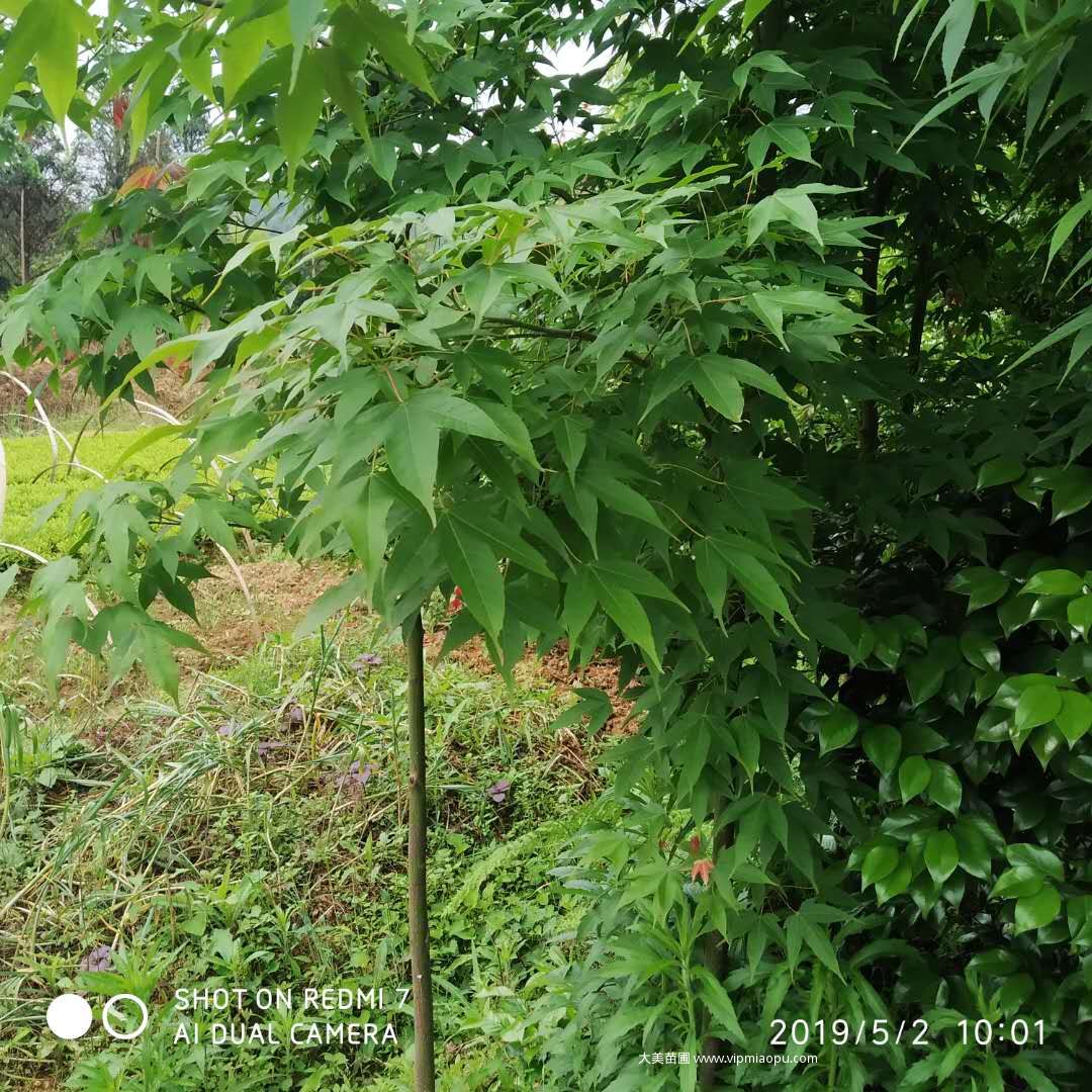 雞爪槭