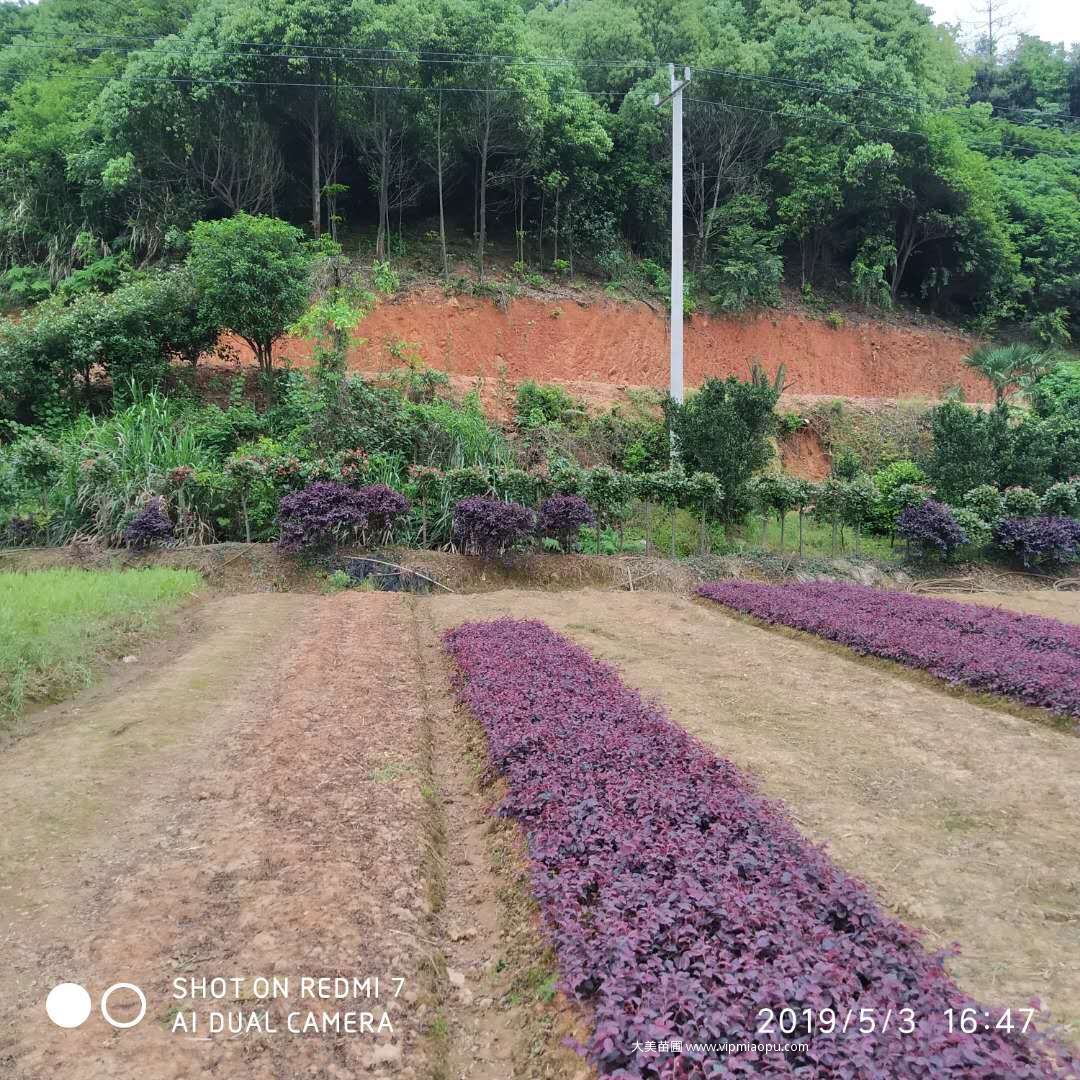 大(dà)美苗圃中的(de)紅花檵木