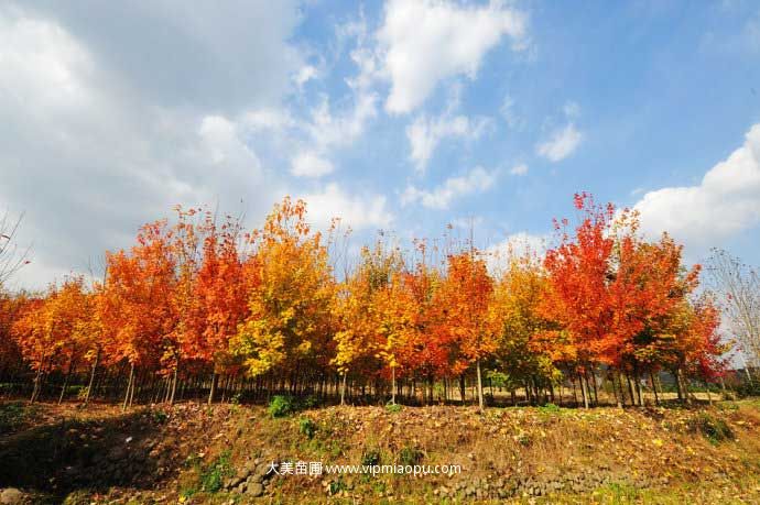 美國(guó)紅楓