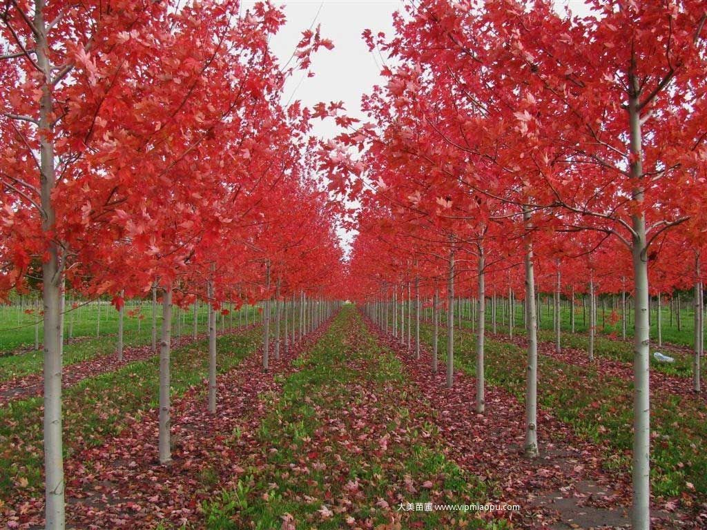 美國(guó)紅楓